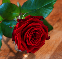 fileadmin/roha/images_galerie/Baum-natur-garten/Blumengarten-Blumen/BL-HAUSG-ROSE-0065-D-roha-Blumen-Hausgarten-Rose.png