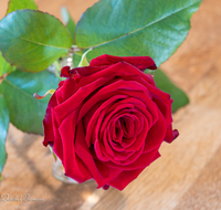 fileadmin/roha/images_galerie/Baum-natur-garten/Blumengarten-Blumen/BL-HAUSG-ROSE-0065-D-roha-Blumen-Hausgarten-Rose.png