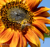 fileadmin/roha/images_galerie/Tiere/Insekten/BL-HAUSG-SONNEBL-0052-D-roha-Blumen-Hausgarten-Sonnenblume-Biene.png