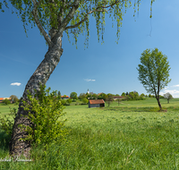 fileadmin/roha/images_galerie/orte_landschaft/Abtsdorf-Abtsdorfer-See/HAARM-0003-03-D-roha-Haarmoos-Abtsdorf-Baum.png