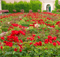 fileadmin/roha/images_galerie/orte_landschaft/Salzburg/Mirabell-Zwergerlgarten/SA-MIRA-GART-0018-D-roha-Salzburg-Mirabell-Schloss-Garten-Rosen-Lavendel.png