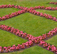 fileadmin/roha/images_galerie/orte_landschaft/Salzburg/Mirabell-Zwergerlgarten/SA-MIRA-GART-RAB-0004-D-roha-Salzburg-Schloss-Mirabell-Garten-Blumen-Rabatte-fleissieges-Lieschen-Impatiens-walleriana.png