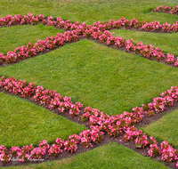 fileadmin/roha/images_galerie/orte_landschaft/Salzburg/Mirabell-Zwergerlgarten/SA-MIRA-GART-RAB-0004-D-roha-Salzburg-Schloss-Mirabell-Garten-Blumen-Rabatte-fleissieges-Lieschen-Impatiens-walleriana.png