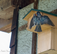 fileadmin/roha/images_galerie/Tiere/TIE-VOEG-STAR-0011-17-D-roha-Tiere-Vogel-Star-Sturnus-vulgaris-Junges.png