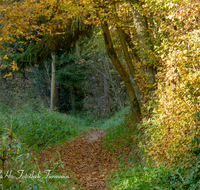 fileadmin/roha/images_galerie/wege/WEGE-TEI-PUN-ROS-0003-D-roha-Weg-Teisendorf-Punschern-Herbst-Sur-Rosenkranzweg-Wald.png