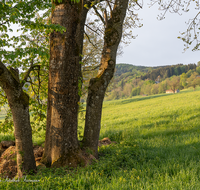 fileadmin/roha/images_galerie/orte_landschaft/Anger/Anger/AN-VACH-0017-D-roha-Anger-Vachenlueg-Baum.png