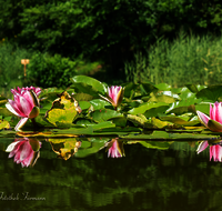 fileadmin/roha/images_galerie/Baum-natur-garten/Natur-Wildblumen-Landschaft/BL-WAS-SEER-0011-D-roha-Blumen-Wasser-Teich-Seerose-rot-Nymphaea.png