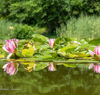 fileadmin/roha/images_galerie/Baum-natur-garten/Natur-Wildblumen-Landschaft/BL-WAS-SEER-0011-D-roha-Blumen-Wasser-Teich-Seerose-rot-Nymphaea.png