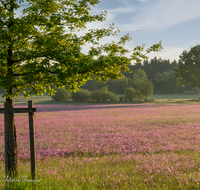 fileadmin/roha/images_galerie/Baum-natur-garten/Natur-Wildblumen-Landschaft/BL-WIESE-TEIS-PAT-SO-0005-D-M-roha-Blumenwiese-Patting-Teisendorf.png