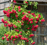 fileadmin/roha/images_galerie/Baum-natur-garten/Haus-Blumenschmuck-Deko/LANDA-BLUMENSCHM-ROSE-0002-D-roha-Landart-Blumenschmuck-Kletterrose-Stadel.png