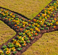 fileadmin/roha/images_galerie/orte_landschaft/Salzburg/Mirabell-Zwergerlgarten/SA-MIRA-GART-RAB-0001-D-roha-Salzburg-Schloss-Mirabell-Garten-Blumen-Rabatte-Stiefmuetterchen.png