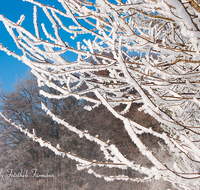 fileadmin/roha/images_galerie/Winter/WINT-HAARM-0009-03-D-roha-Winter-Haarmoos-Schnee-Rauhreif-Zweige.png