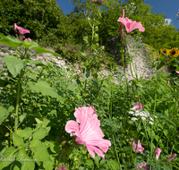 fileadmin/roha/images_galerie/orte_landschaft/Bad_Reichenhall/BAD-REI-PULV-0008-D-roha-Bad-Reichenhall-Pulverturm-Stadtmauer-Blumenwiese.png