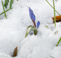 fileadmin/roha/Interessantes-in-Kurzform/BL-BLAUST-0012-D-roha-Blumen-Blaustern-Josefsbluemchen-Scilla-bifolia-Fruehling-Schnee.png