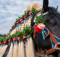 fileadmin/roha/images_galerie/brauchtum/Leonhardiritt/Holzhausen_01/Kaltblutfest/BR-PFRI-HOLZ-KALTBL-2015-0937-D-roha-Brauchtum-Kaltblut-Pferd-Holzhausen-Peruecke.png