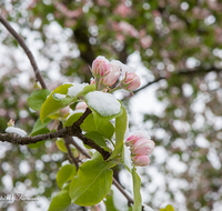 fileadmin/roha/images_galerie/Baum-natur-garten/Baeume/BAUM-APF-BLUE-0009-02-D-ADH-roha-Baum-Apfelbaum-Bluete-Knospe-Schnee-Baum-Apfelbaum-Bluete-Knospe-Schnee.png