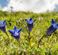 fileadmin/roha/images_galerie/orte_landschaft/Berchtesgaden/Nationalpark_Klausbachtal_Wimbachtal_-Klamm/BL-BERG-ENZ-0010-D-roha-Blumen-Gebirge-Enzian-Gentiana-clusii-Bindalm.png