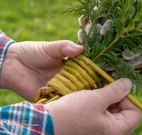 fileadmin/roha/images_galerie/brauchtum/Ostern/BR-OST-PALM-0010-0-21-D-roha-Brauchtum-Ostern-Palmbesen-binden-Weide-Stock-Gerte-Hand.png