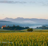 fileadmin/roha/images_galerie/orte_landschaft/Waging/LANDS-TACH-0005-D-roha-Landschaft-Tachinger-See-St-Coloman-Hochstaufen-Zwiesel-Teisenberg.png