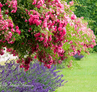 fileadmin/roha/images_galerie/orte_landschaft/Salzburg/Mirabell-Zwergerlgarten/SA-MIRA-GART-0023-D-roha-Salzburg-Mirabell-Schloss-Garten-Rosen-Lavendel.png