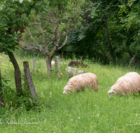 fileadmin/roha/images_galerie/Tiere/Kuh-Schaf-Pferd-Ziege/TIE-SCHAF-0014-D-roha-Tiere-Schaf-fressen-Wiese-Weide-Schoenramer-Moor.png