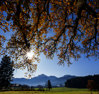 fileadmin/user_upload/AN-LANDS-0001-106-D-roha-2-Anger-Landschaft-Eiche-Herbst-Sonne.png