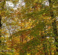 fileadmin/roha/images_galerie/Baum-natur-garten/Baeume/BAUM-WALD-HERB-0006-02-D-roha-Baum-Wald-Herbst-Gipfel-Buche-Eiche.png