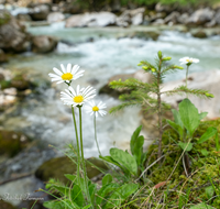 fileadmin/roha/images_galerie/Baum-natur-garten/Natur-Wildblumen-Landschaft/BGD-RA-ZAUB-0028-D-roha-Berchtesgaden-Ramsau-Zauberwald-Wildwasser-Blume.png