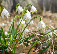 fileadmin/roha/images_galerie/Baum-natur-garten/Natur-Wildblumen-Landschaft/BL-SCHNEEGL-0015-09-D-roha-Blumen-Schneegloeckchen-Fruehlingsknotenblume-Leucojum-vernum.png