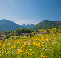 fileadmin/roha/images_galerie/orte_landschaft/Ruhpolding/RUH-ORT-0005-1-D-roha-Ruhpolding-Kirche-St-Georg-Blumenwiese.png