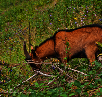 fileadmin/roha/images_galerie/Tiere/Kuh-Schaf-Pferd-Ziege/TIE-ZIEG-0010-D-roha-Tiere-Ziege-Steiner-Alm.png