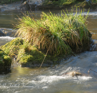 fileadmin/roha/images_galerie/wasser/WAS-BACH-SUR-0008-D-roha-Wasser-Bach-Fischtreppe-Sur-Teisendorf.png