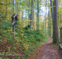 fileadmin/roha/images_galerie/wege/WEGE-TEIS-VERS-0011-D-roha-Weg-Teisendorf-Skulpturenweg-Wald-Herbst-Bank-Wegkreuz.png