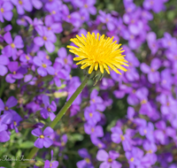 fileadmin/roha/images_galerie/Baum-natur-garten/Blumengarten-Blumen/BL-BLAUK-0008-D-roha-Blumen-Blaukissen-Steingarten-Loewenzahn.png