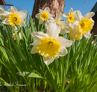 fileadmin/roha/images_galerie/Baum-natur-garten/Blumengarten-Blumen/BL-HAUSG-NARZ-0010-D-roha-Blumen-Hausgarten-Narzisse-Fruehling-Baumscheibe.png