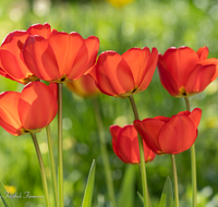 fileadmin/roha/images_galerie/Baum-natur-garten/Blumengarten-Blumen/BL-HAUSG-TULP-0040-01-03-D-roha-Hausgarten-Blumen-Tulpen-Tulipa-Fruehling.png