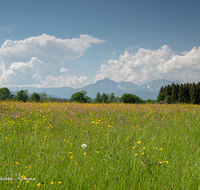 fileadmin/roha/images_galerie/orte_landschaft/Haarmoos/HAARM-0043-01-01-D-roha-Abtsdorf-Laufen-Haarmoos-Saaldorf-Hochstaufen-Zwiesel-Blumenwiese.png