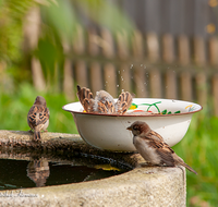 fileadmin/roha/images_galerie/Tiere/TIE-VOEG-SPATZ-0002-D-roha-Tiere-Voegel-Spatz-Haussperling-Wasser.png