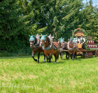 fileadmin/roha/images_galerie/kulinarisch/Wieninger/WIENINGER-BRAU-GESPANN-0007-D-roha-Teisendorf-Wieninger-Brauerei-Gespann-Bier-Fass.png