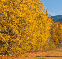 fileadmin/roha/images_galerie/orte_landschaft/Siegsdorf/BAUM-WALD-HERB-0004-D-roha-Baum-Wald-Herbst-Weitmoos-Siegsdorf-Birke.png