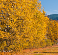 fileadmin/roha/images_galerie/orte_landschaft/Siegsdorf/BAUM-WALD-HERB-0004-D-roha-Baum-Wald-Herbst-Weitmoos-Siegsdorf-Birke.png