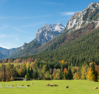 fileadmin/roha/images_galerie/orte_landschaft/Berchtesgaden/Ramsau/BGD-RA-LAN-0010-02-D-roha-Berchtesgaden-Ramsau-Landschaft-Reiter-Alpe-Herbst-Kuh.png