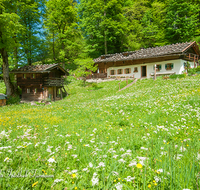 fileadmin/roha/images_galerie/architektur-Haeuser/BGD-VORDERBR-0004-D-roha-Berchtesgaden-Schoenau-Vorderbrand-Bauernhof-Blumenwiese-Fruehling.png