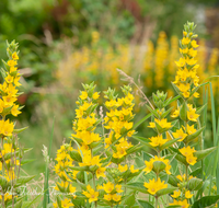 fileadmin/roha/images_galerie/Baum-natur-garten/Blumengarten-Blumen/BL-HAUSG-GOLDF-0002-D-roha-Blumen-Hausgarten-Goldfelberich-Lysimachia-punctata.png