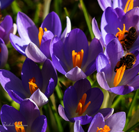 fileadmin/roha/images_galerie/Tiere/Insekten/BL-KROK-0014-8883-D-roha-Blumen-Krokus-Fruehling-lila-Biene-Apis-mellifera-crocus-Anthophila.png