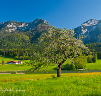 fileadmin/roha/images_galerie/orte_landschaft/Ruhpolding/RUH-FROSCHS-0011-D-roha-Ruhpolding-Landschaft-Froschsee-Wasser-Blumenwiese-Bauernhof.png