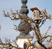 fileadmin/roha/images_galerie/Tiere/TIE-VOEG-NISTK-0003-D-roha-Vogel-Nistkasten-Baumstamm-Zwiebelturm-Strass-Ainring.png