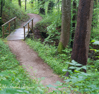 fileadmin/roha/images_galerie/wege/WEGE-TEIS-VERS-0001-D-roha-Weg-Teisendorf-Verschoenerungsweg-Wald.png