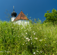 fileadmin/roha/images_galerie/orte_landschaft/Ainring/AINR-0004-01-D-roha-Ainring-Kirche-St-Laurentius-Blumenwiese-Margerite.png