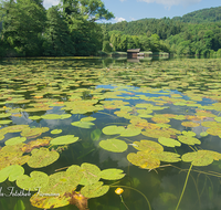 fileadmin/roha/images_galerie/orte_landschaft/Anger/Hoeglwoerth/AN-HOE-0054-8-8-D-roha-Anger-Hoeglwoerth-Wasser-See-Rose.png